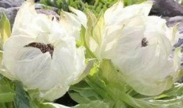 爆料雪莲视频大全,一场视觉与知识的盛宴