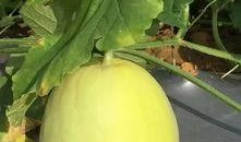 威海哪里可以免费吃瓜,夏日消暑好去处大盘点